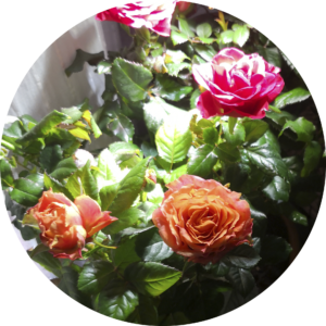 indoor miniature rose